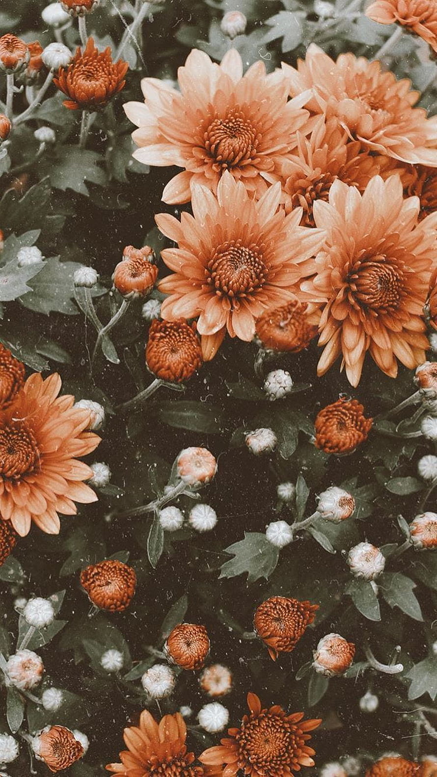Vintage Aesthetic Orange Chrysanthemums with Dark Green Foliage and Retro Film Grain Texture HD phone wallpaper