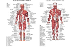 Human Muscular System Anatomy Chart: Anterior and Posterior View Diagram HD wallpaper