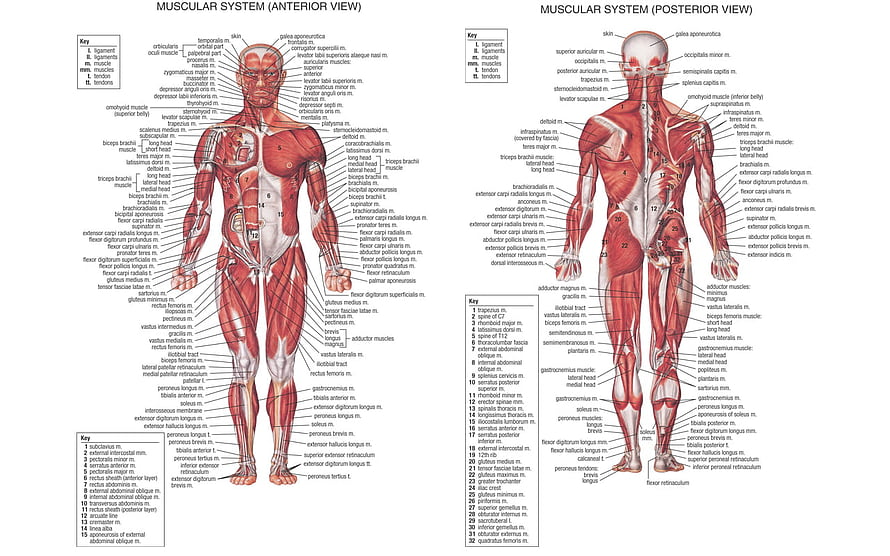 Human Muscular System Anatomy Chart: Anterior and Posterior View Diagram HD wallpaper