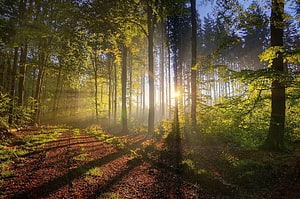 Sunbeams Piercing Through a Misty Forest Canopy at Dawn HD wallpaper