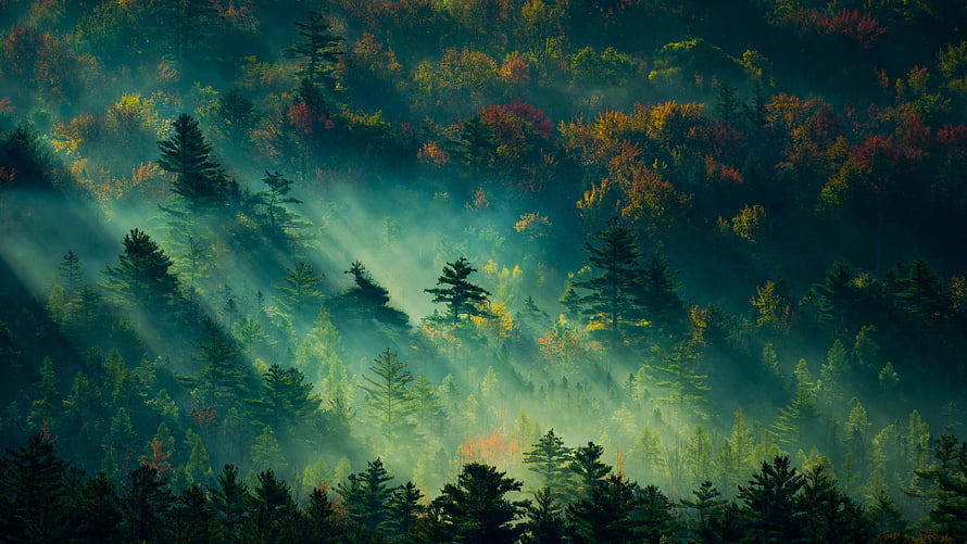 Misty Forest Hills with Sunbeams and Autumn Foliage HD wallpaper