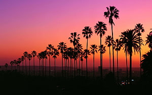 Silhouetted Palm Trees Against a Vibrant Sunset Sky Over the Los Angeles Cityscape HD wallpaper