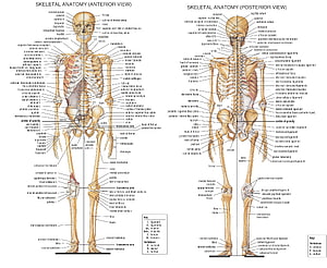 Labeled Human Skeletal Anatomy Diagram Showing Anterior and Posterior Views, anatomy skeletons High Quality ,High Definition, parts of the body HD wallpaper