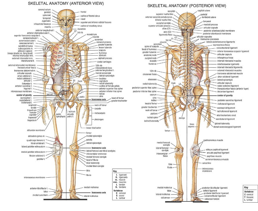 Labeled Human Skeletal Anatomy Diagram Showing Anterior and Posterior Views HD wallpaper