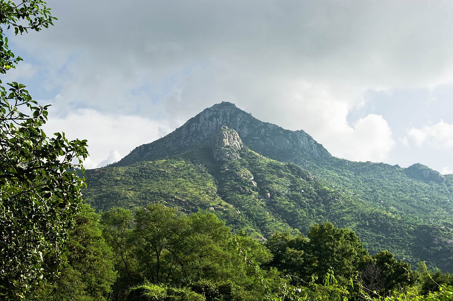 Arunachala Hill Sacred Mountain Landscape with Lush Green Forest and Rocky Peak HD wallpaper