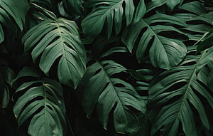 Dark Monstera Leaves Tropical Botanical Pattern HD wallpaper