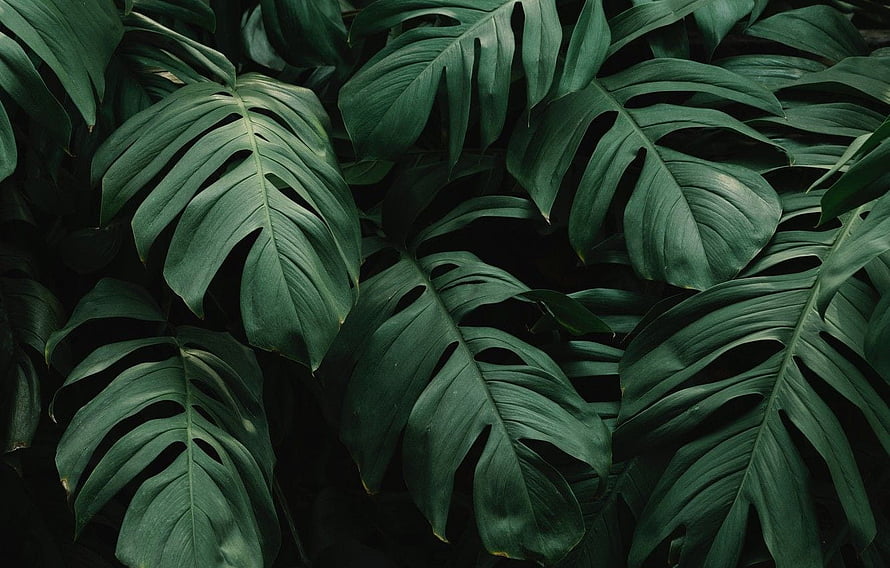 Dark Monstera Leaves Tropical Botanical Pattern HD wallpaper