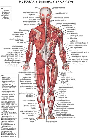 Detailed Human Muscular System Posterior View Anatomy Chart with Labeled Skeletal Muscles, Human body anatomy, Human body muscles ...pinterest HD phone wallpaper