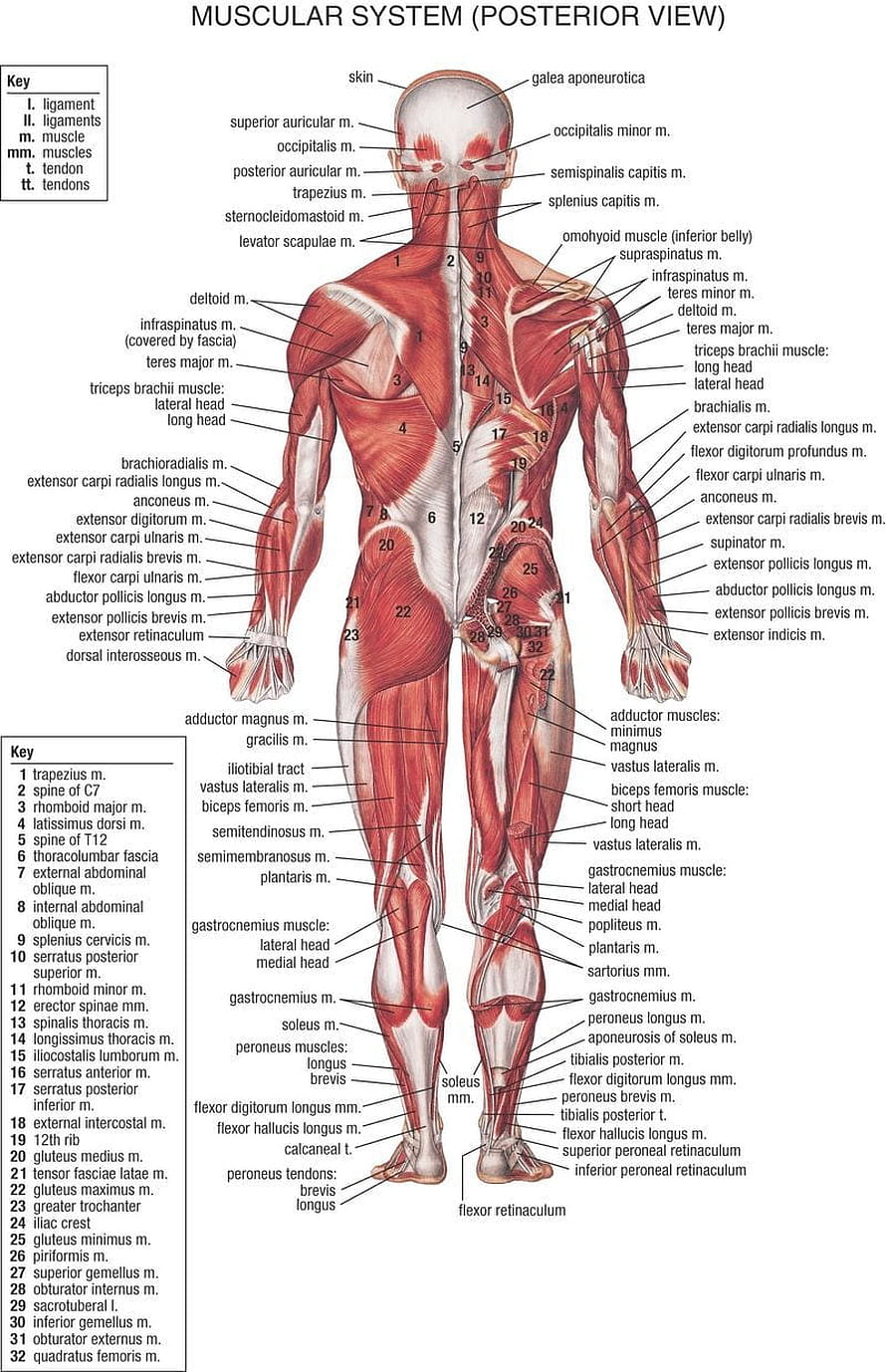 Detailed Human Muscular System Posterior View Anatomy Chart with Labeled Skeletal Muscles, Human body anatomy, Human body muscles ...pinterest HD phone wallpaper