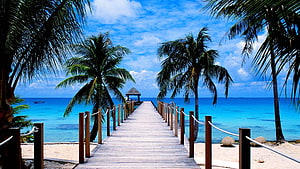 Tropical Beach Boardwalk Leading to Ocean Pavilion Under Palm Trees HD wallpaper