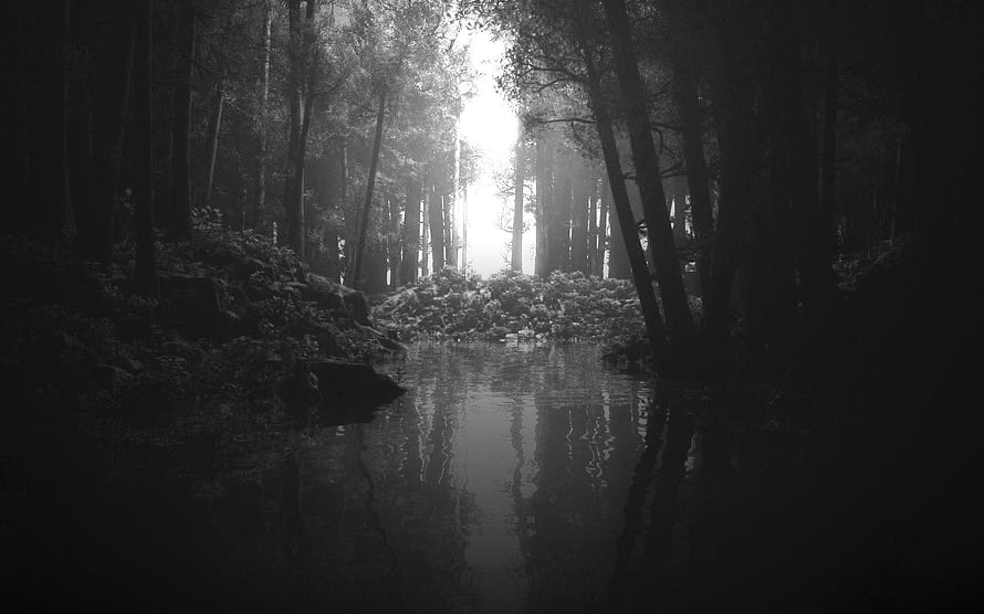 Monochrome Forest Stream with Sunlight Breaking Through Tall Trees HD wallpaper