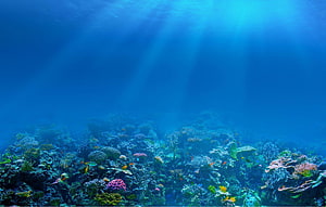 Vibrant Coral Reef Underwater Scene With Sunlight Rays And Tropical Fish HD wallpaper
