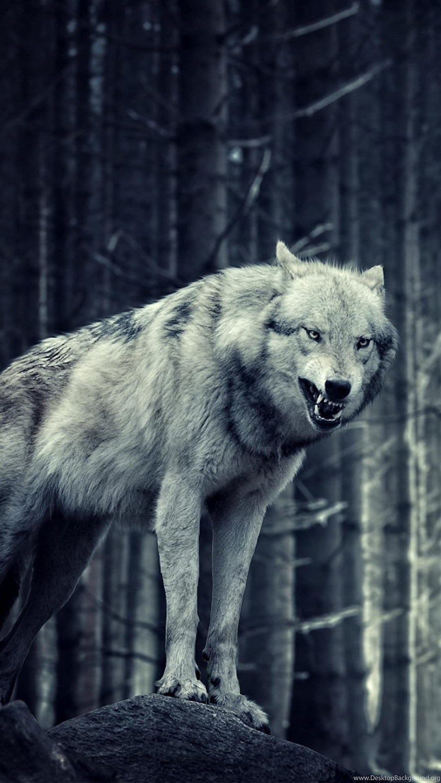 Aggressive Gray Wolf Snarling on a Rock in a Dark Forest HD phone wallpaper