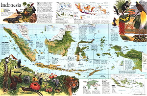 National Geographic Indonesia Map with Wildlife Illustrations and Geographic Data HD wallpaper
