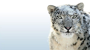 Snow Leopard Portrait in Winter Snow with Icy Fur and Intense Gaze HD wallpaper