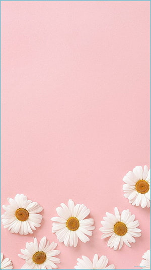 Minimalist White Daisies on Soft Pastel Pink Background HD phone wallpaper