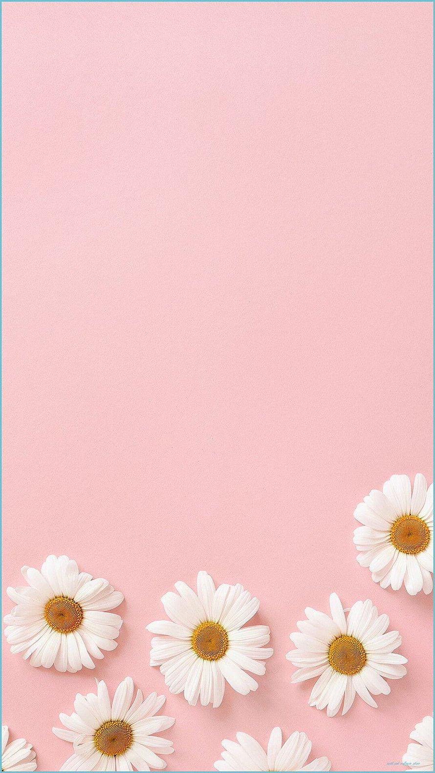 Minimalist White Daisies on Soft Pastel Pink Background HD phone wallpaper