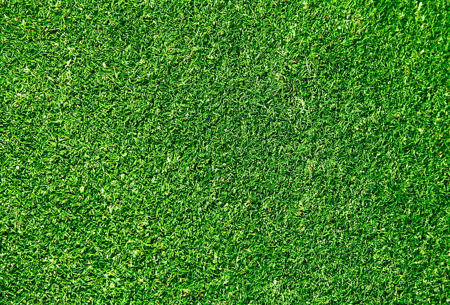 Vibrant Green Grass Texture Close-Up for Natural Backgrounds HD wallpaper