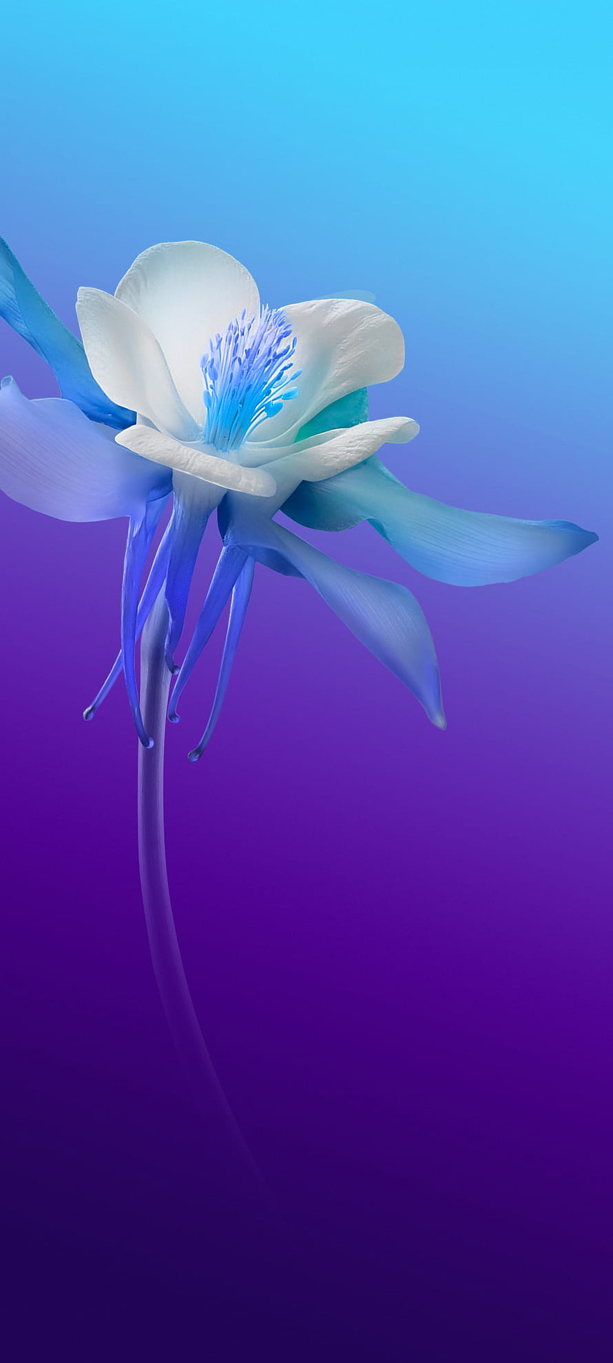 Elegant White and Blue 3D Flower on a Smooth Purple Gradient Background HD phone wallpaper