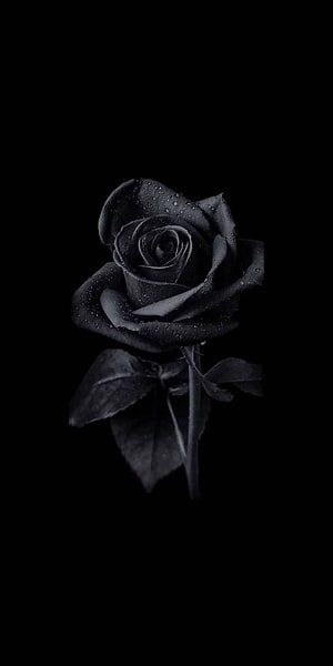 Dark Black Rose with Dew Drops on Pure Black Background HD phone wallpaper
