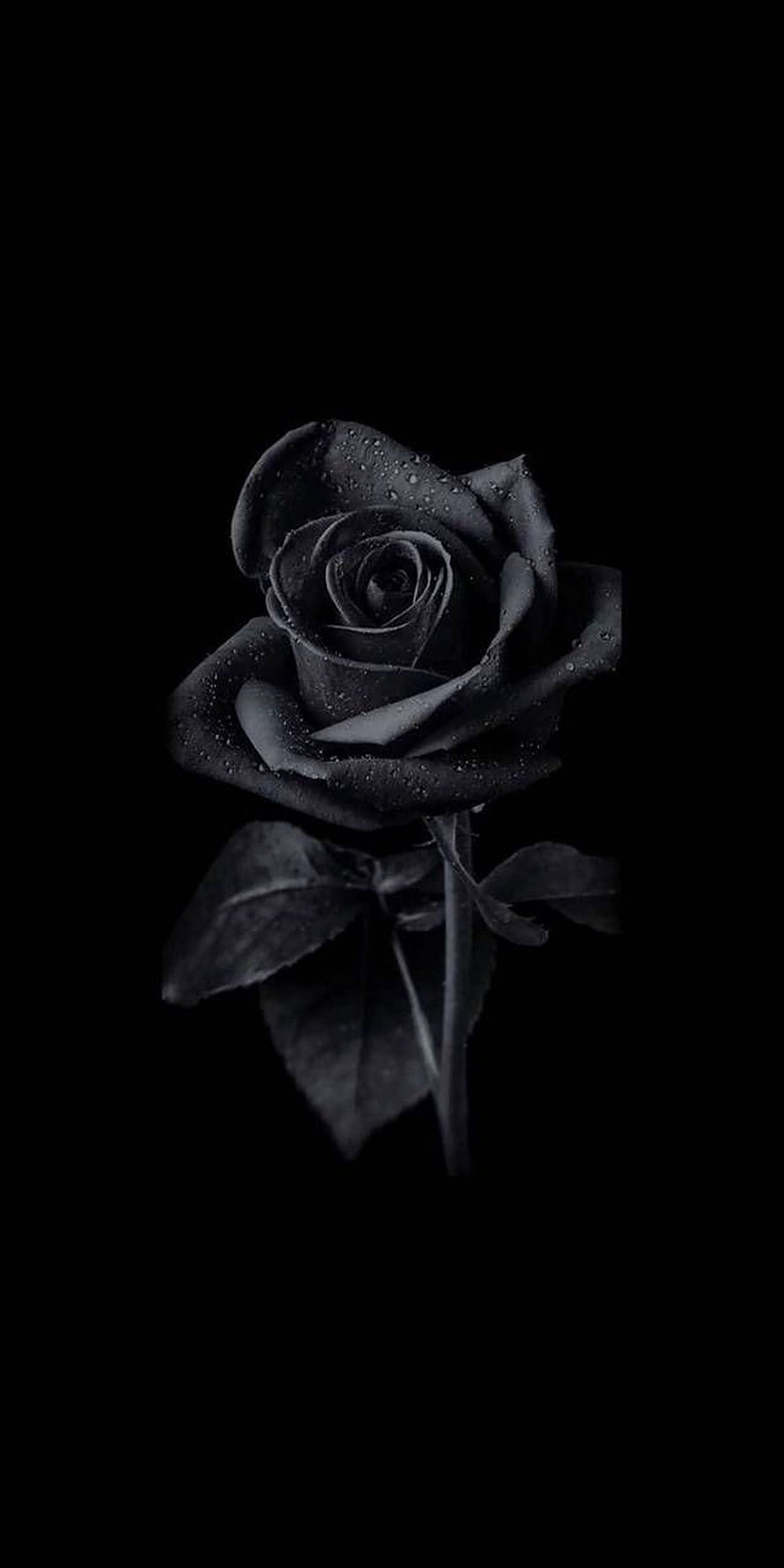 Dark Black Rose with Water Droplets on Pure Black Background HD phone wallpaper