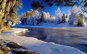 Frozen River Landscape with Snow-Covered Pine Trees Under a Clear Blue Winter Sky HD wallpaper