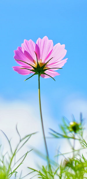 Pink Cosmos Flower Blooming Against a Clear Blue Sky HD phone wallpaper