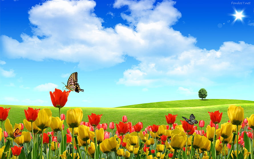 Vibrant Tulip Garden with Butterflies Under a Bright Blue Sky HD wallpaper