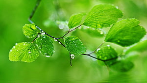 Fresh Green Leaves With Dew Drops Against A Soft Blurred Forest Background HD wallpaper