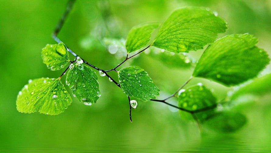 Fresh Green Leaves With Dew Drops Against A Soft Blurred Forest Background HD wallpaper