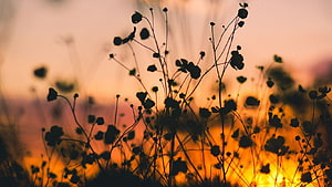 Silhouetted Wildflowers in a Golden Sunset Meadow HD wallpaper