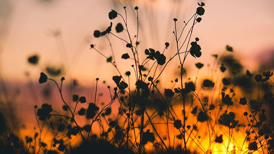 Silhouetted Wildflowers in a Golden Sunset Meadow HD wallpaper