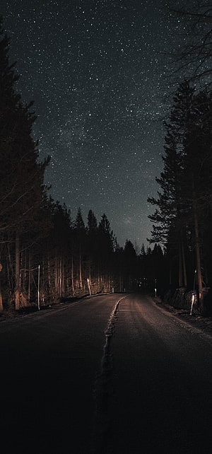 Starry Night Sky Over a Dark Forest Road with Pine Trees and Milky Way HD phone wallpaper
