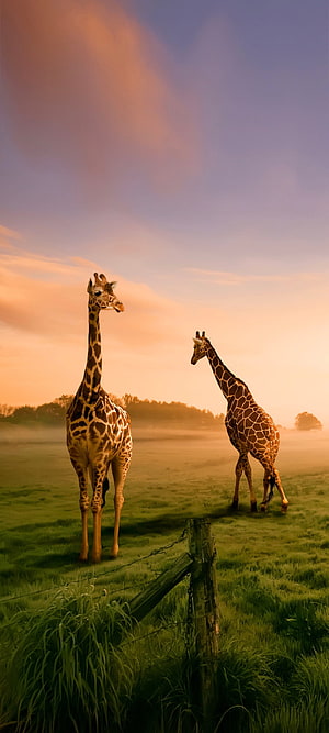 Two Giraffes Standing in a Misty Green Field at Golden Hour Sunset HD phone wallpaper