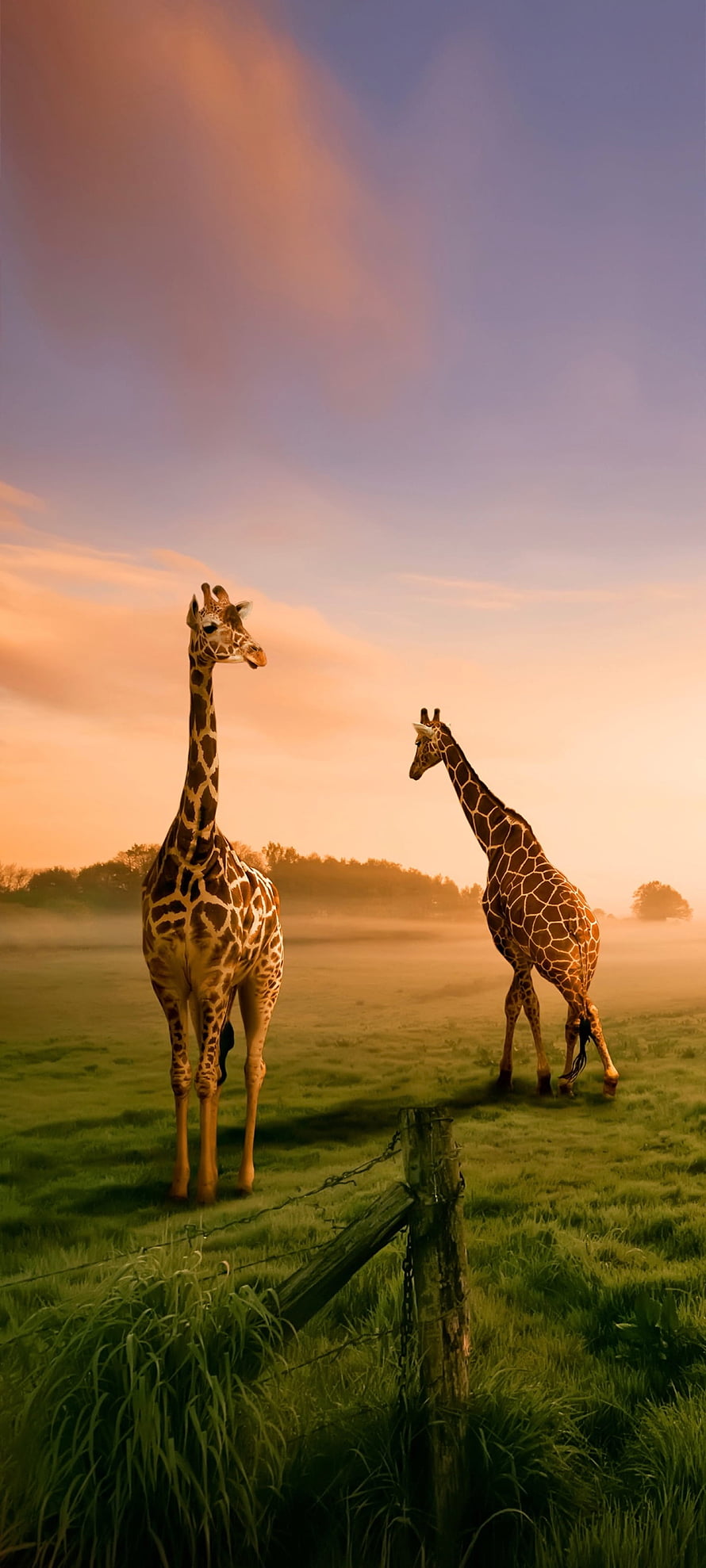 Two Giraffes Standing in a Misty Green Field at Golden Hour Sunset HD phone wallpaper