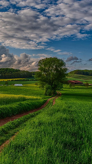 Serene Countryside Path Leading to a Solitary Tree Under a Dramatic Cloudy Sky HD phone wallpaper