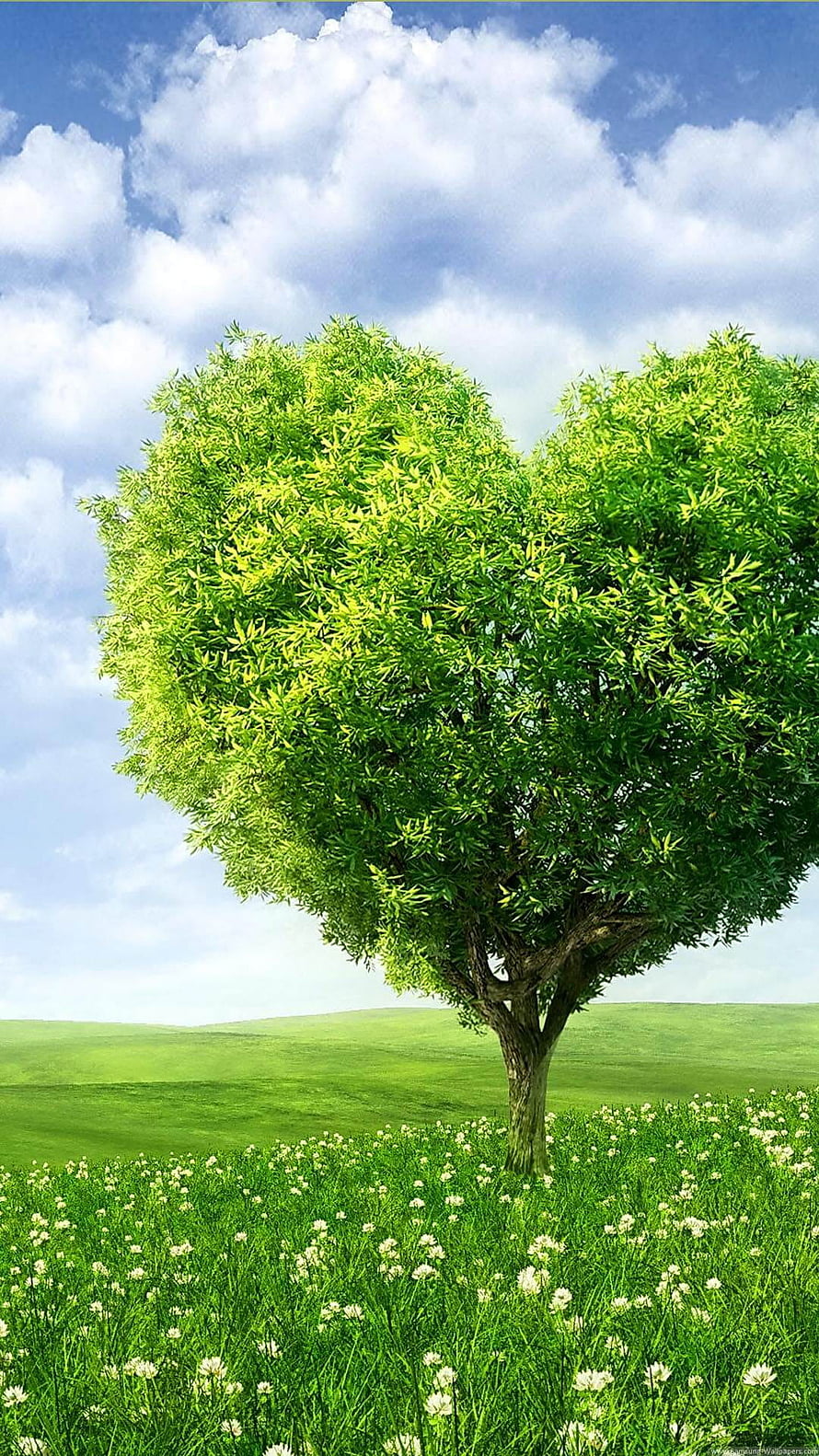 Heart-Shaped Tree in a Green Meadow with White Wildflowers Under a Blue Sky HD phone wallpaper