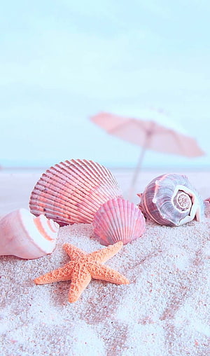 Pastel Beach Still Life with Seashells and Starfish on White Sand HD phone wallpaper