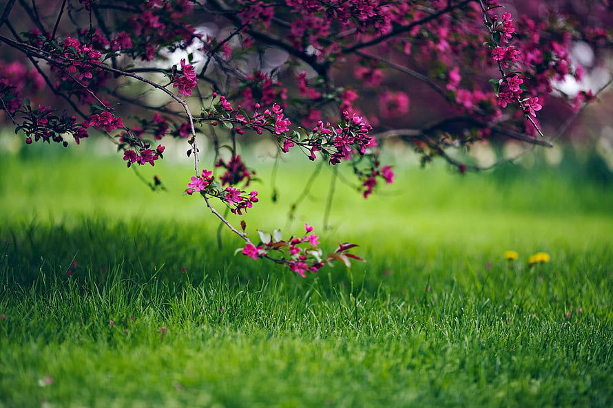 Vibrant Pink Blossoms on Branches Over Lush Green Grass in Spring HD wallpaper