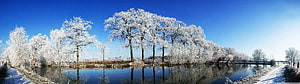 Frost-covered trees reflected in a calm river under a clear blue winter sky HD wallpaper