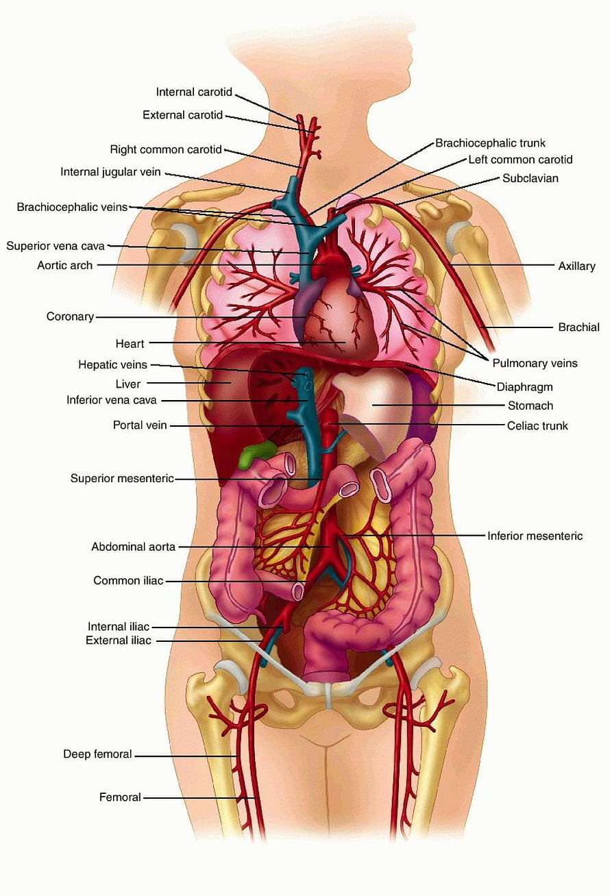 Anatomical Diagram of the Human Circulatory System with Labeled Arteries and Veins HD phone wallpaper