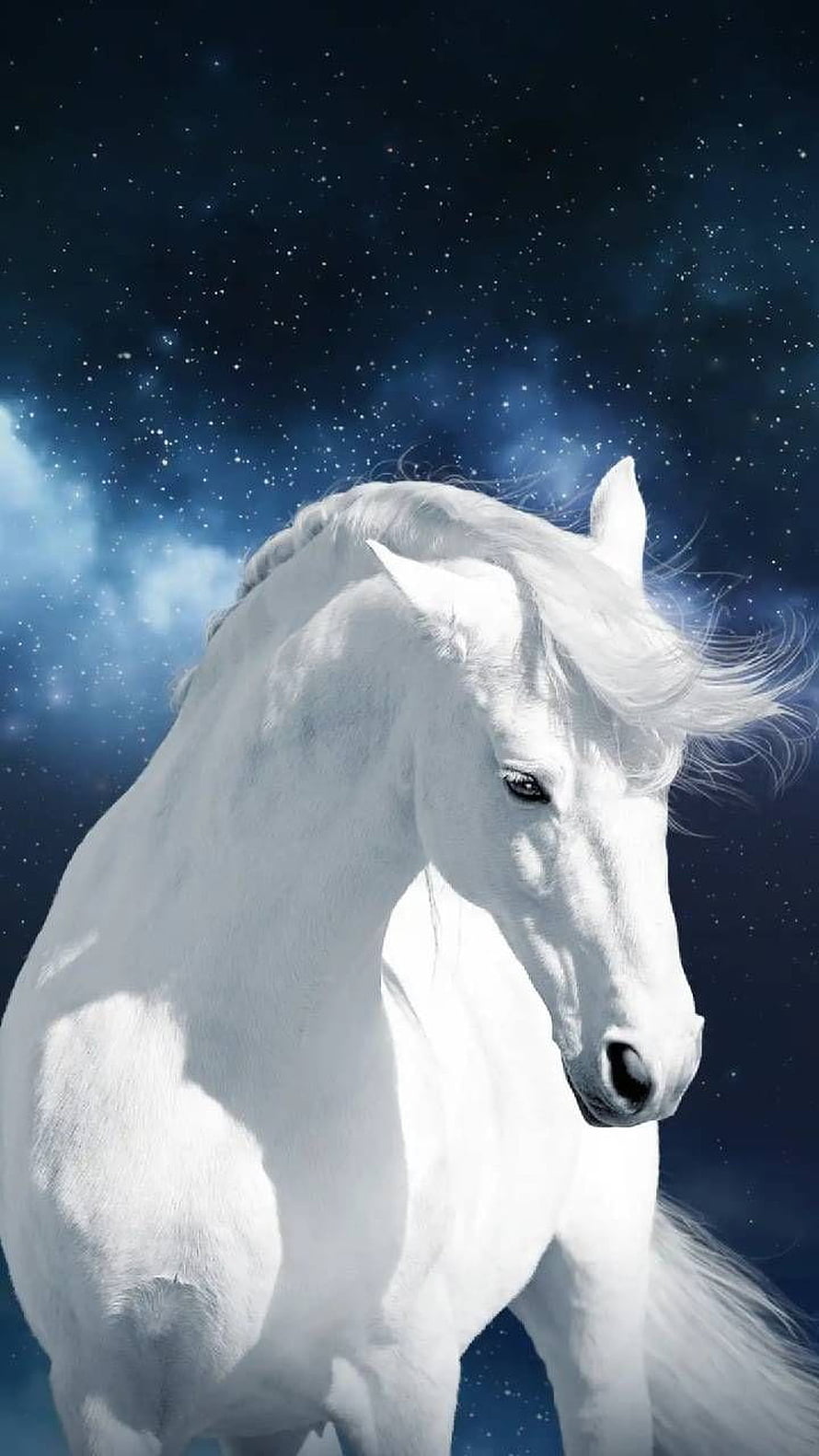 Majestic White Horse Portrait Against a Starry Night Sky HD phone wallpaper