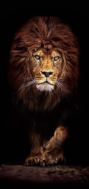 Majestic Male Lion Portrait with Full Mane Against a Dark Black Background HD phone wallpaper