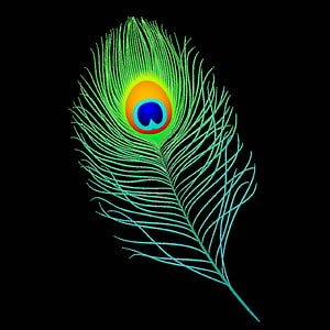 Vibrant Neon Peacock Feather with Iridescent Eye on Black Background HD phone wallpaper