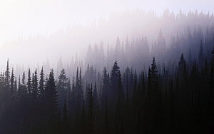 Misty Evergreen Forest Silhouettes in Soft Morning Fog HD wallpaper