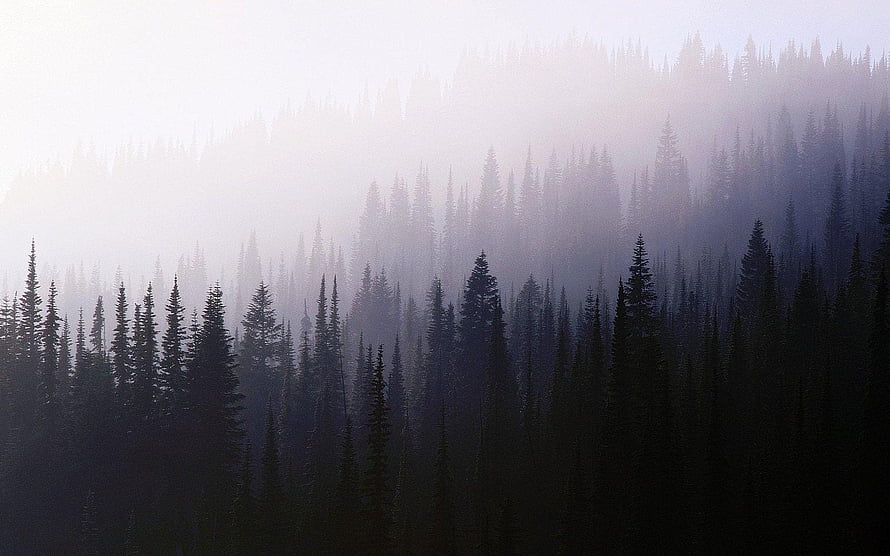 Misty Evergreen Forest Silhouettes in Soft Morning Fog HD wallpaper