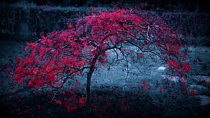 Vibrant Red Japanese Maple Tree Against Dark Moody Autumn Landscape HD wallpaper