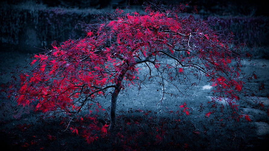 Vibrant Red Japanese Maple Tree Against Dark Moody Autumn Landscape HD wallpaper
