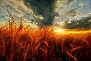 Golden Wheat Field at Sunset with Dramatic Dark Clouds and Sunburst HD wallpaper
