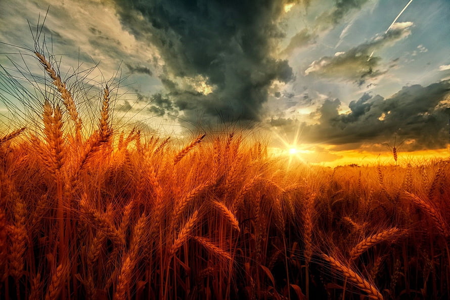 Golden Wheat Field at Sunset with Dramatic Dark Clouds and Sunburst HD wallpaper